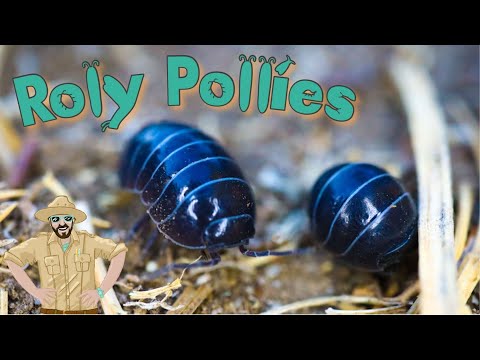 Video: Roly polies böcəkləridir?