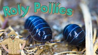 Roly Poly Video For Kids | Backyard Adventures