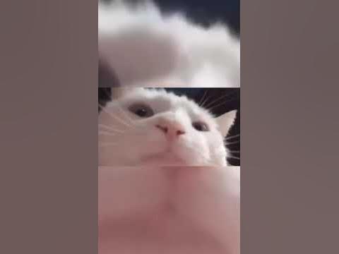 Котик качает головой под музыку... | #олдмем - YouTube