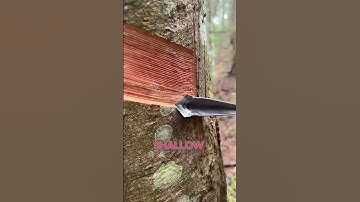 Hoe natuurlijk rubber uit bomen wordt gewonnen