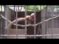 久留米市鳥類センター その２　キジの仲間 の動画、YouTube動画。