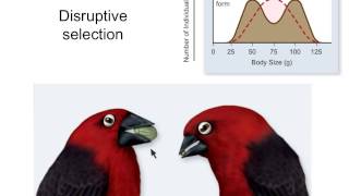 ch. 20 kinds of selection