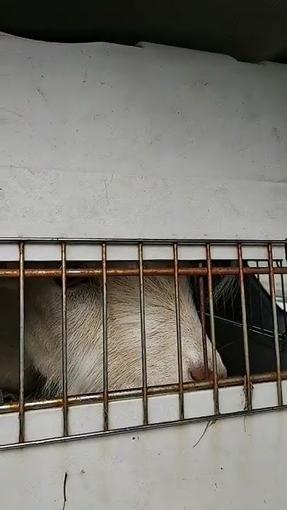 Козел Сома сам заскакивает в машину, так сильно любит ездить со мной ...