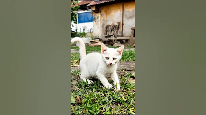 Video 11841611: kitten cat adorable kitty, cat kitten kitty cute, cat kitten kitty funny, cat dog kitty kitten, kitten kitty cat love