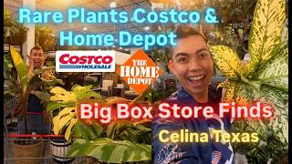 Big Box Store Plant Shopping at Costco and Home Depot Brand New Rare Plants at Celina Texas