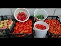 🍅🍅ОБЗОР НИЗКОРОСЛЫХ ТОМАТОВ НА ОГОРОДЕ. ИРИШКА, БРИСКОЛИНО, ГАСПАЧО, АЛТАЙСКИЙ СЮРПРИЗ...