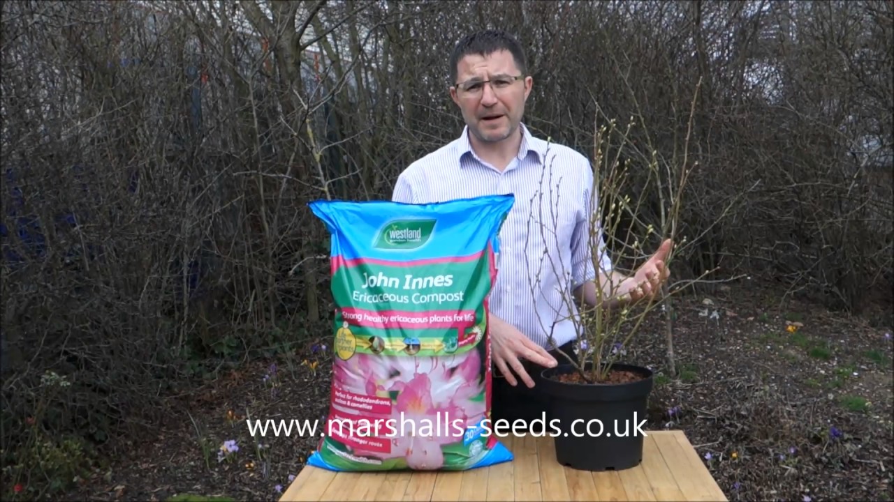 Marshalls Bluberry Bluegold