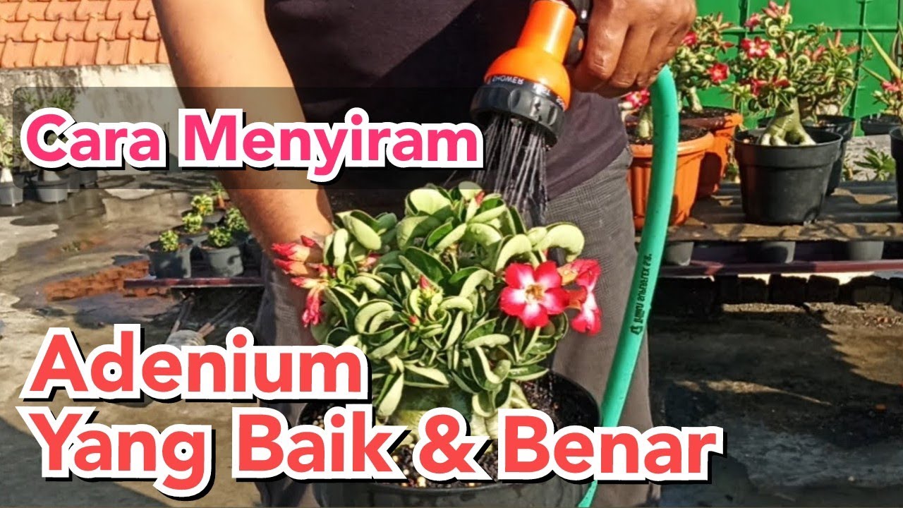 Penyiraman Adenium Yang Baik dan Benar || Watering Adenium Process ...