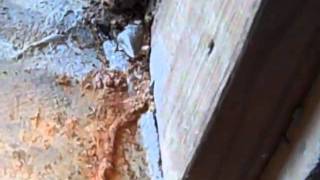 Statewide Pest Services, LLC finds Termites 865-986-4383