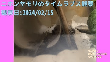 【For Work】 RPi-Cam-Web-Interfaceを使ったテスト（Timelapse） 2024年02月15日