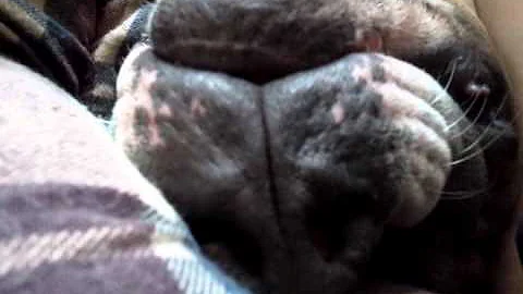 Vicious Pit Bull