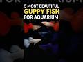 Most Beautiful Guppy Fish #GuppyFishTank #ExoticGuppyFish #Viral #Shorts #Reel #ReelForTikTok #Fish