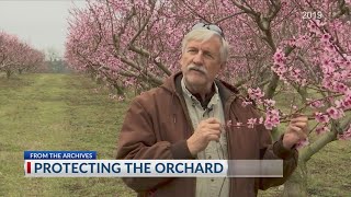 From the Archives: Problems with an early peach season