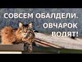 Кот Вилли и овчарка Куинни