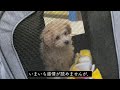 【子犬】お出かけバッグ買ったよ【トイプードル】