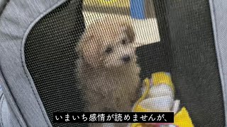 【子犬】お出かけバッグ買ったよ【トイプードル】