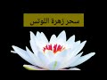 سحر زهرة اللوتس تاريخ و رمزية هذه الزهرة الغامضة معلومات و حقائق متنوعة ستدهشك عن هذه الزهرة 