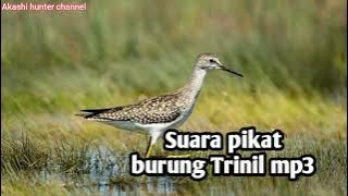 Suara pikat burung Trinil mp3