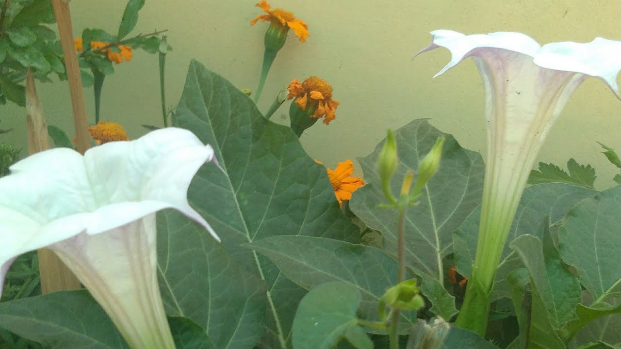 About datura plant...... It's care and sharing winter flower bulbs ...