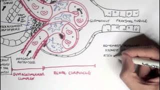 Nephrology - Kidney Physiology Overview