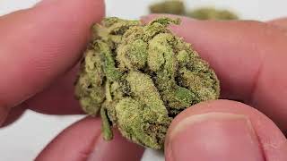 CannaCured |🍋Ak-47🔥| Prestige Tier | Citrusy and Gassy⛽️!!! Thca Review!! @CuredTV