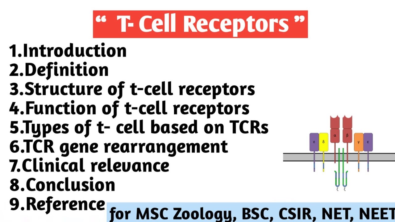 T- cell Receptors | Structure | Functions | Types | TCR Gene rearrangement | Clinical relevance