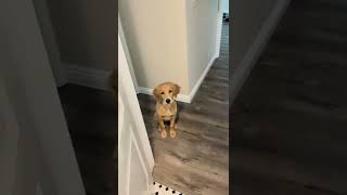Watch This Dog Grow Up Viral Tiktoks