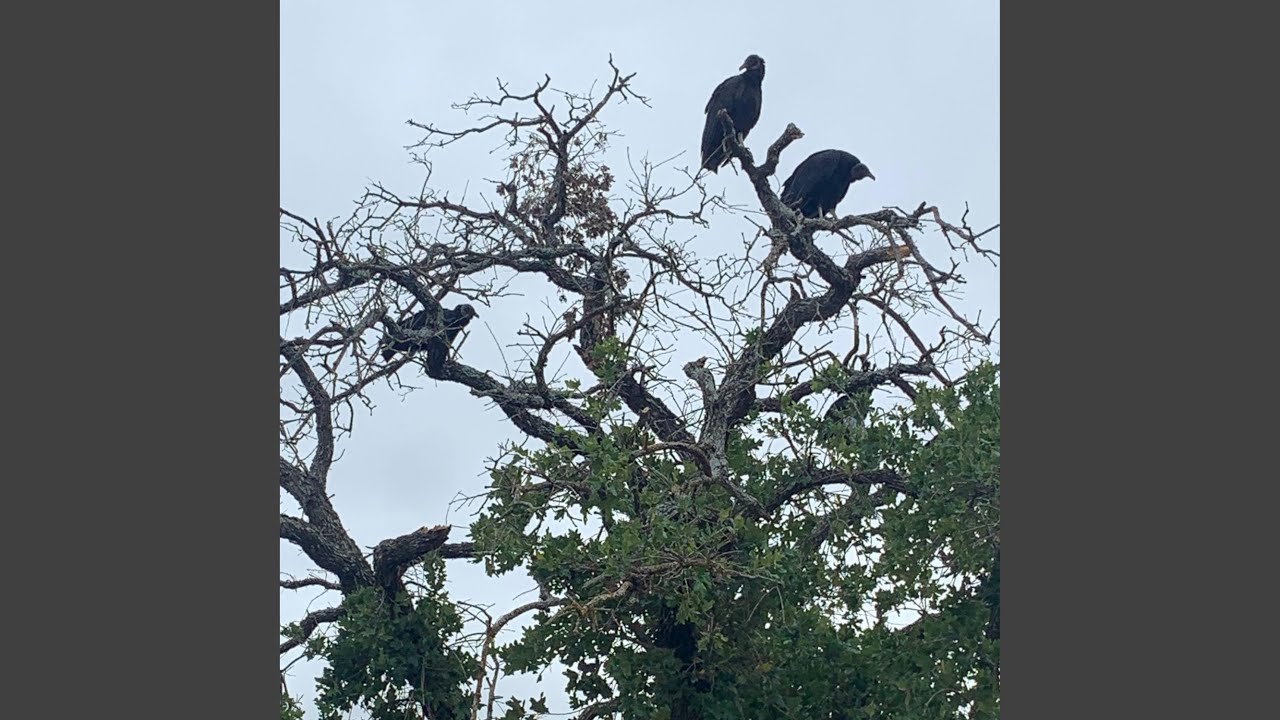 Watch fine on YouTube Watch fine on YouTube