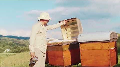 Don’t Split Your Hive Until You Check THIS!