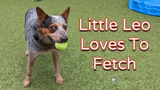 Little Leo Loves To Fetch