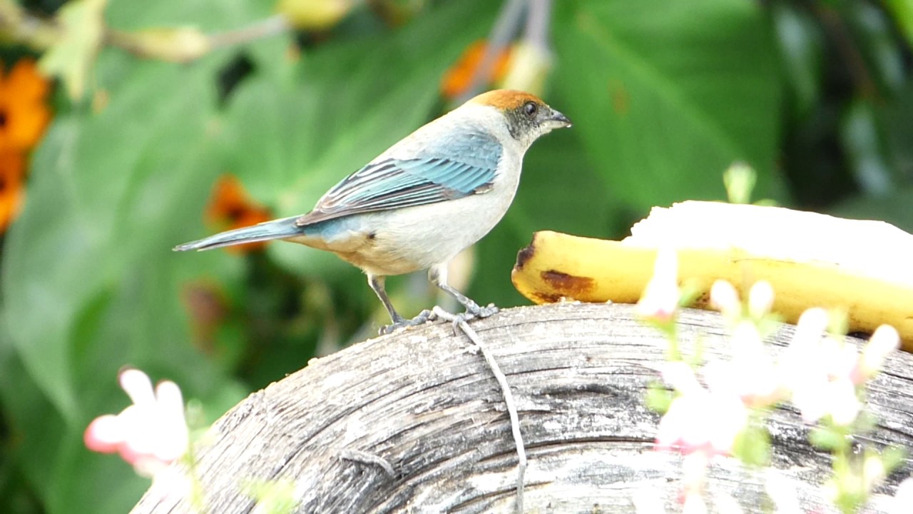 Scrub Tanager 