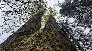 Large Cottonwood Removal LIVE!!!