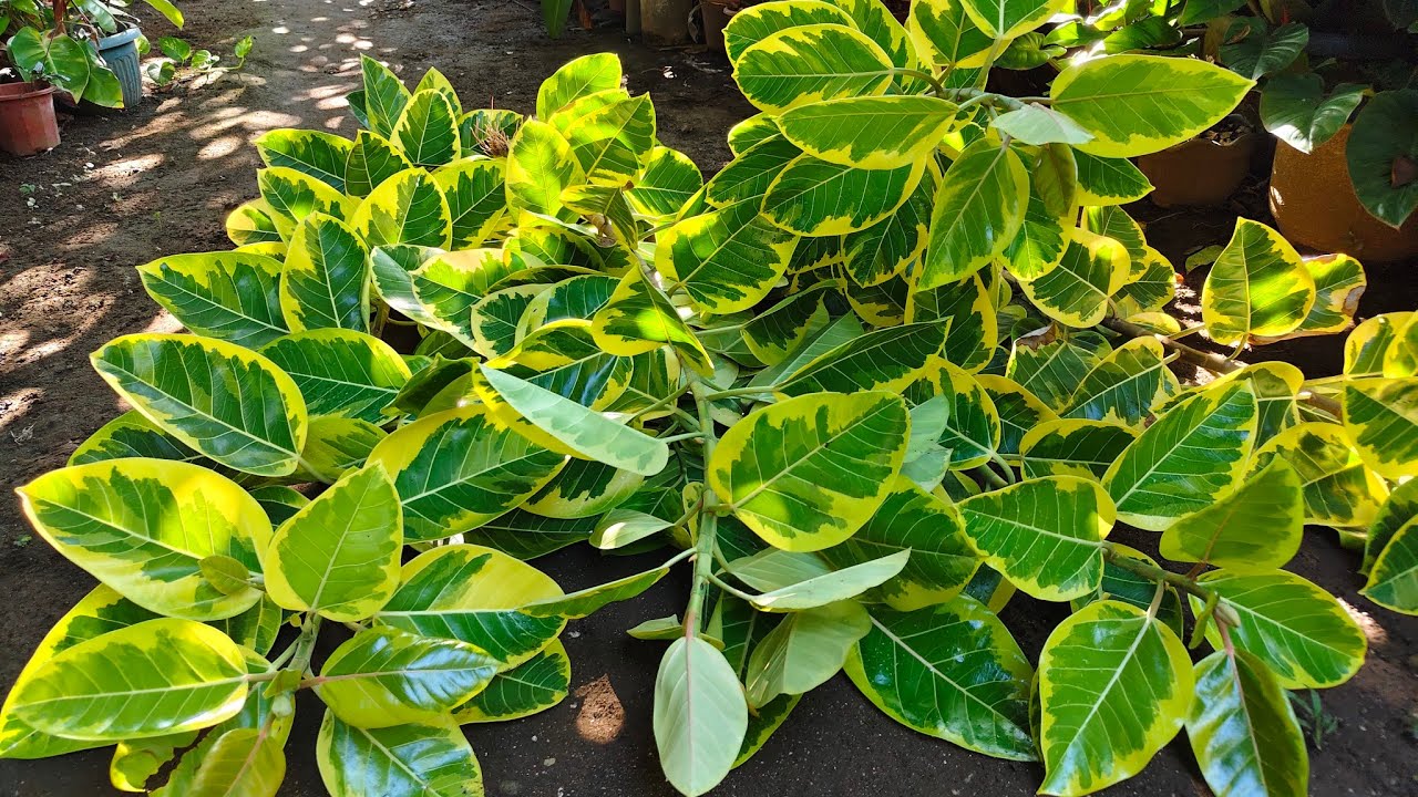 ТРОЙНОЙ УРОЖАЙ: ВСЕ 3 СОРТА КАБАЧЬИХ ДЕРЕВЬЕВ НАКОНЕЦ-ТО УКОРЕНИЛИСЬ!