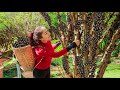 Harvesting grape on the wooden stem and making grape cake  vietnamese harvesting