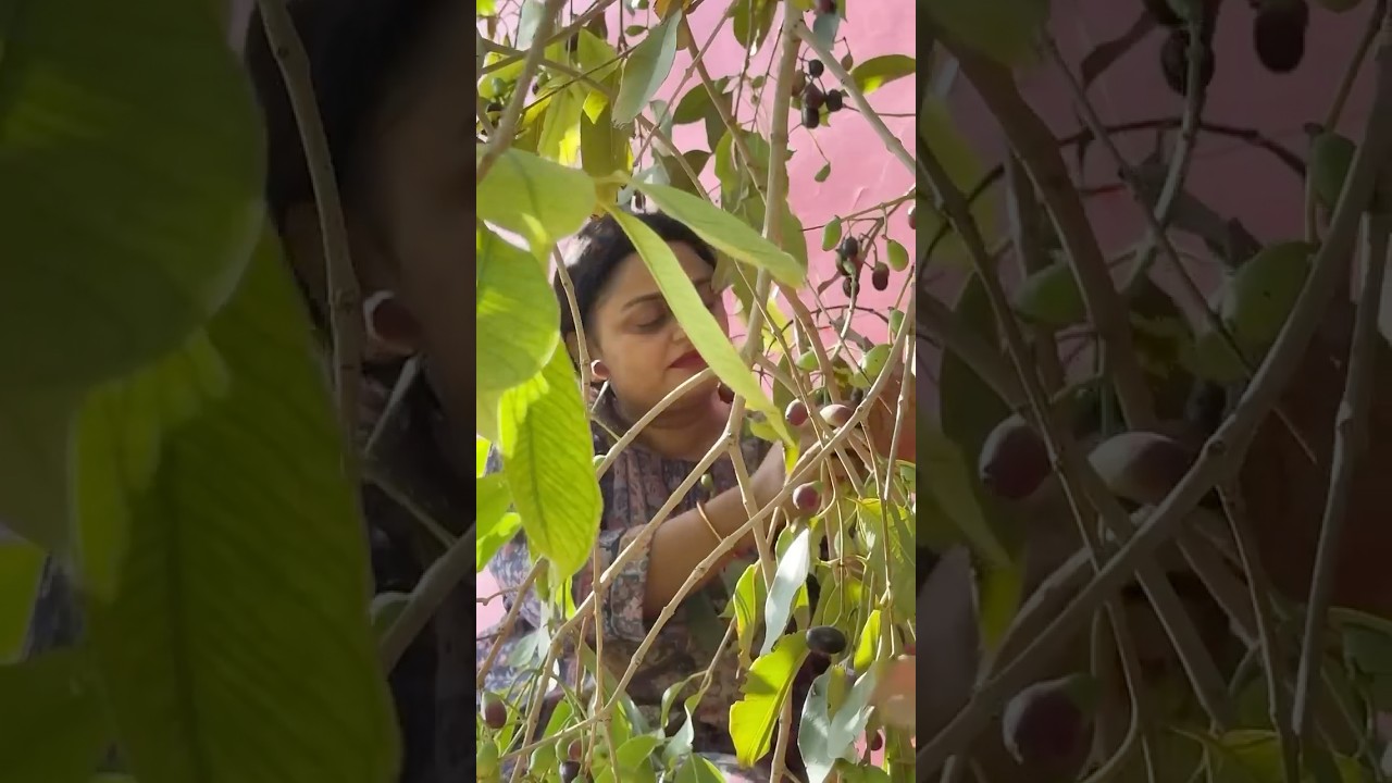 Harvesting jamun🫐 #nature #food #fruit #india #farming #garden #gardening #ytshorts #youtubeshorts