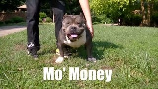 American Bully Kennel - Carolina Bully Farms