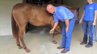 Equine Training - How to Pick Up Horse's Feet by AnimalCareTV 27,454 views 9 years ago 55 seconds