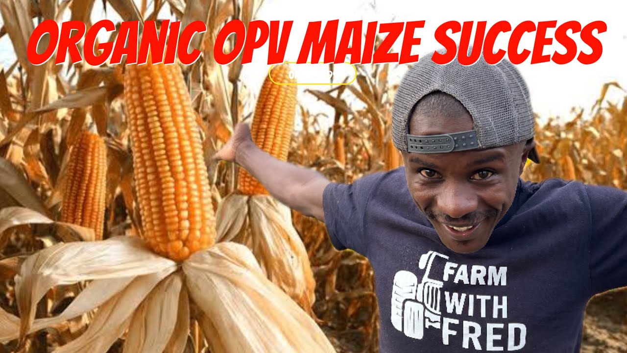 I Grew Organic Corn Without Pesticides