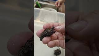 Alligator Snapping Turtle, can it bite your finger or hand off?