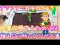 大量収穫/きゅうりのプランター栽培/植え付け時のポイント/家庭菜園/2025年