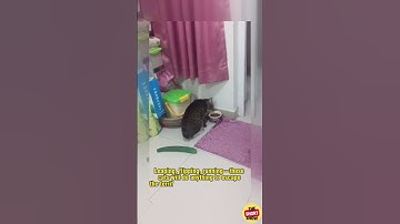 🐱 The Great Cucumber Scare! 😱🥒#shorts #shortvideo #cat #funny