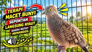 Perkutut Lokal Gacor Suara Super Kristal - Pancingan Malas Bunyi  (99%AMPUH BANGET)