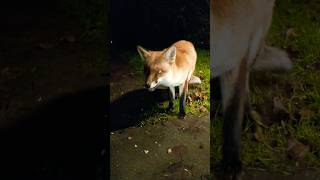 Fluffy Fox