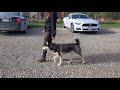 Training a Husky to HEEL