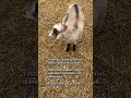Day 165 Stronger Every Step #slowliving #homesteadgoals #mentalhealthmatters #simplelife #goatlife