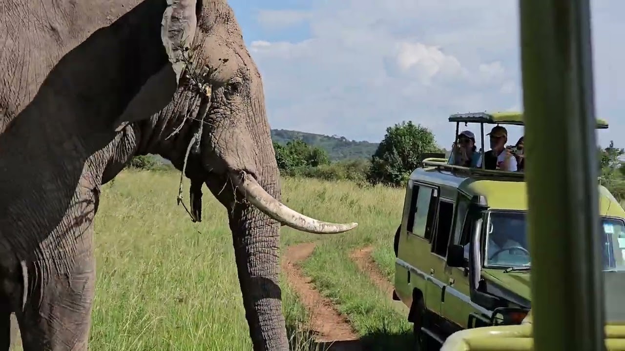 Large Bull Elephant Gets Very Close!