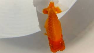 DSCF9170