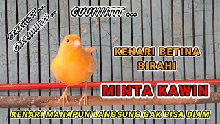 SUARA PANCINGAN KENARI BETINA BIRAHI MINTA KAWIN - 100% ampuh pancingan kenari macet bunyi