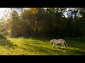 leopard walk cycle  animation || Creature animation study