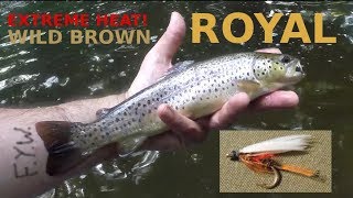 Extreme HEATWAVE Fly Fishing for WILD BROWN TROUT on the Wet ROYAL COACHMAN